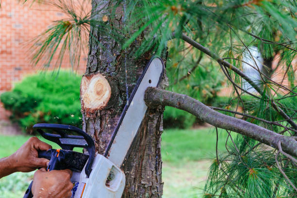 Best Hedge Trimming  in Clayton, NJ